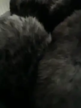 Furdale online show from 14, 2, 2026