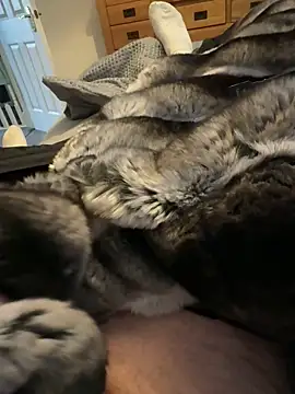 Furdale online show from 24, 3, 2026