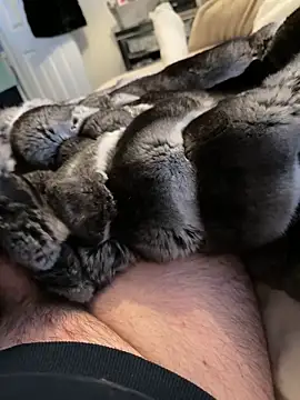 Furdale online show from 19, 2, 2026