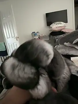 Furdale online show from 10, 11, 2025