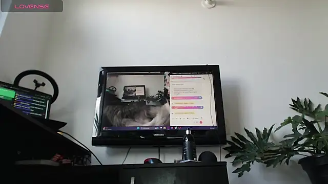 cat salo online show from 2, 3, 2025