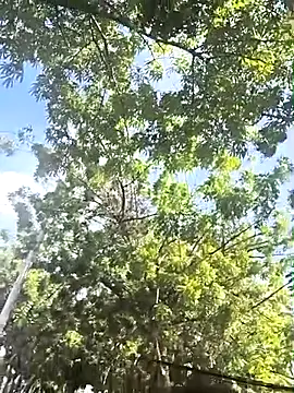 lady-rosse online show from 28, 2, 2025