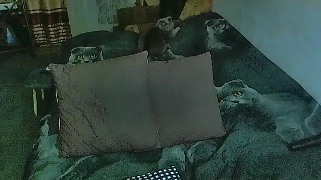 sex2 online show from 30, 10, 2025