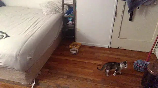 Snapshot of BIG-CkD_F chatting on 8, 9, 2025 BIG-CkD F online show from 8, 9, 2025