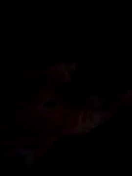 Jeck leo online show from 14, 3, 2025