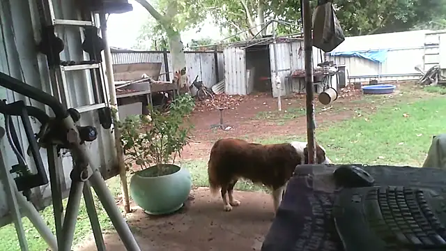 herbie010666 online show from 27, 11, 2025