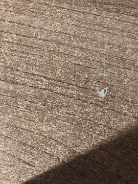 gokhanbey34 online show from 21, 12, 2025