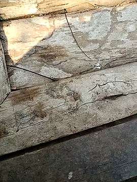 kummuduabbai online show from 3, 3, 2026