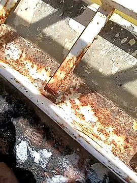 hOrnybOy 369 online show from 13, 11, 2025