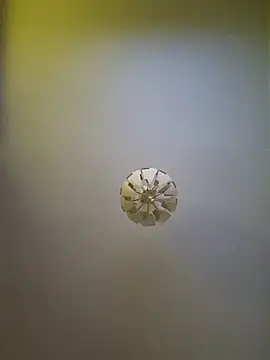 cuci45 online show from 11, 10, 2025