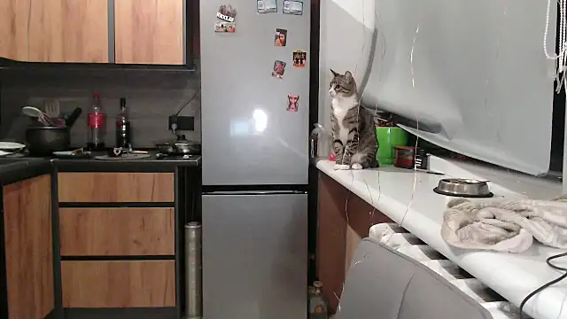 delightful sofi online show from 7, 10, 2025