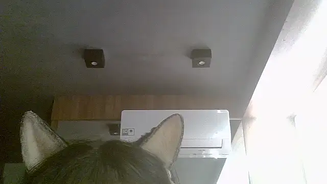 Skinny-Kitten online show from 19, 7, 2026