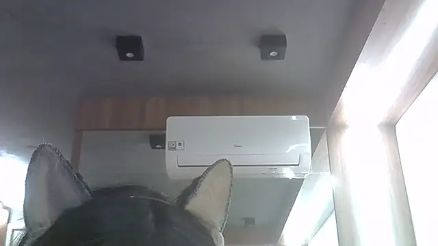 Skinny-Kitten online show from 4, 6, 2026