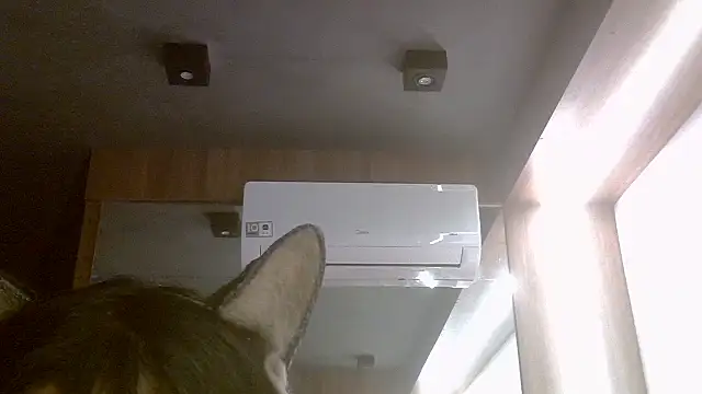 Skinny-Kitten online show from 7, 7, 2026