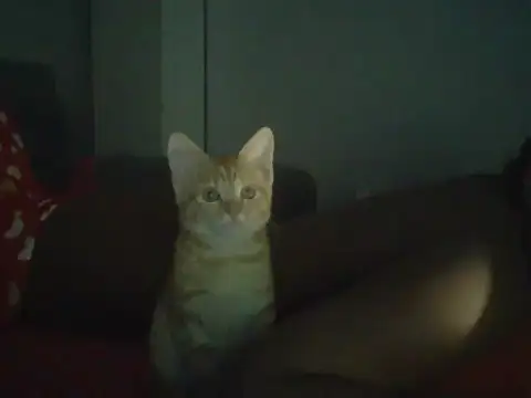 val5 online show from 17, 1, 2026