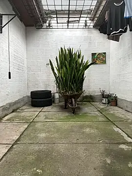 oliver price1 online show from 13, 11, 2025